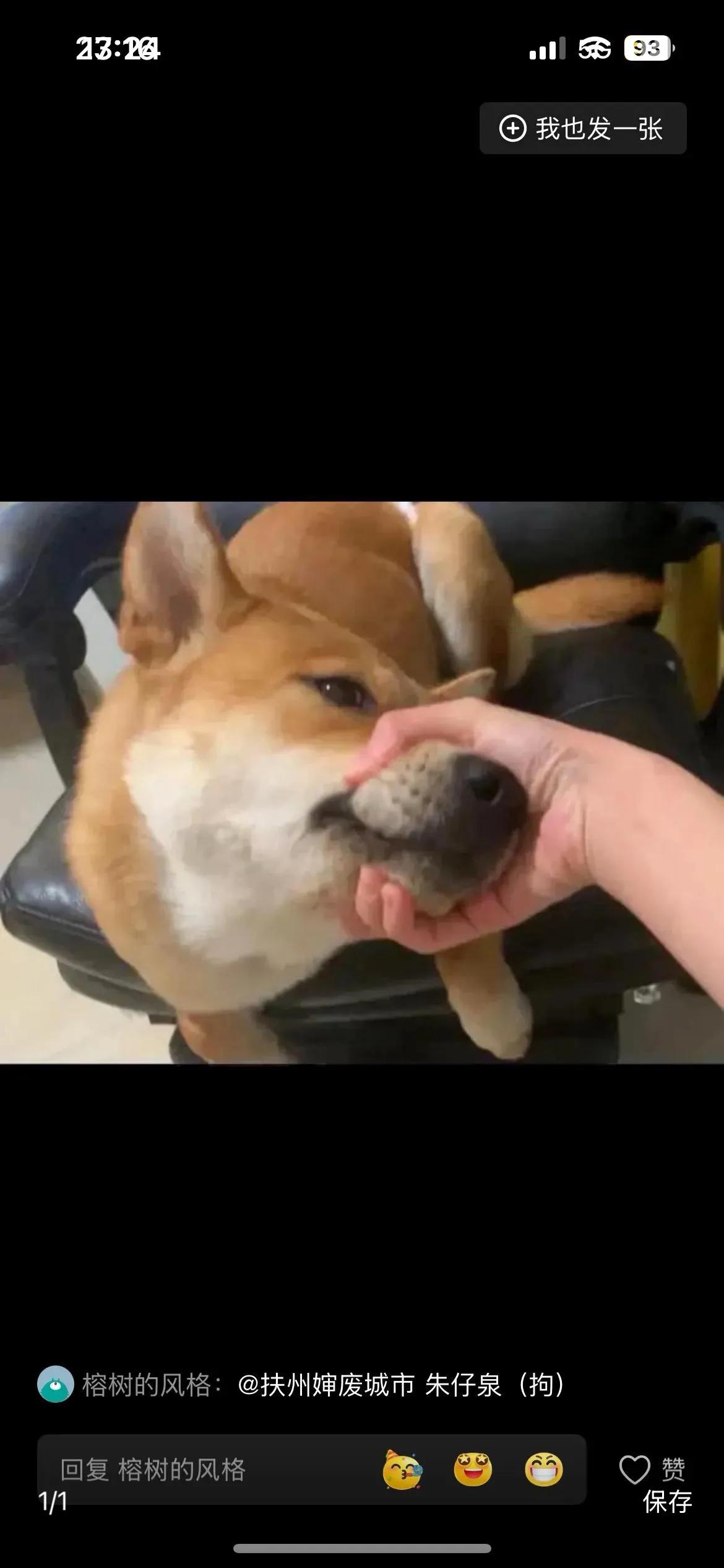 @山河无恙 阿拉伯 朱仔泉（犬）