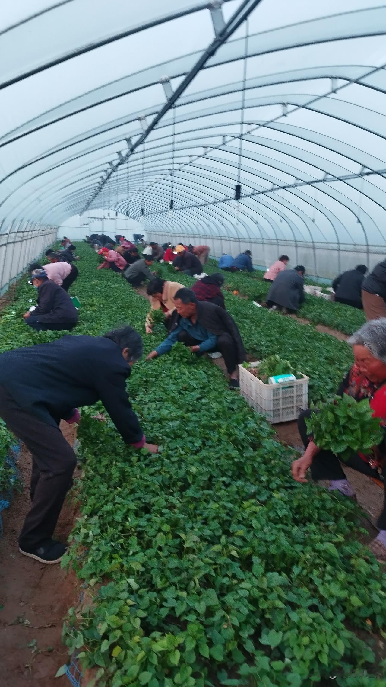 什么叫做谷贱伤农？
今年我是体会到了。
大家都知道，去年的时候，我们山东春旱秋涝