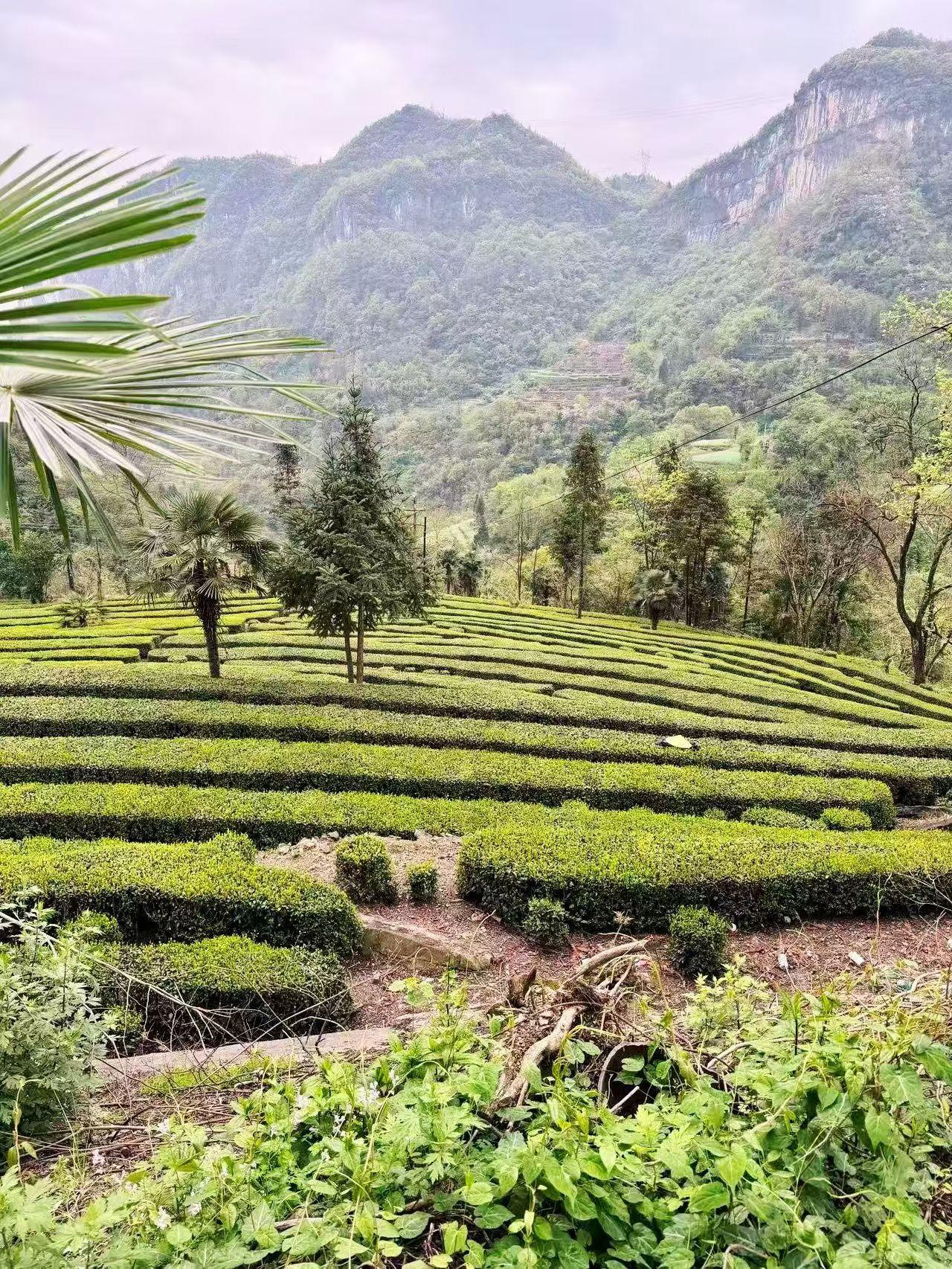 站桩就是放松
    站桩锻炼的过程其实就是一个全身放松的过程，当然因功法而异，