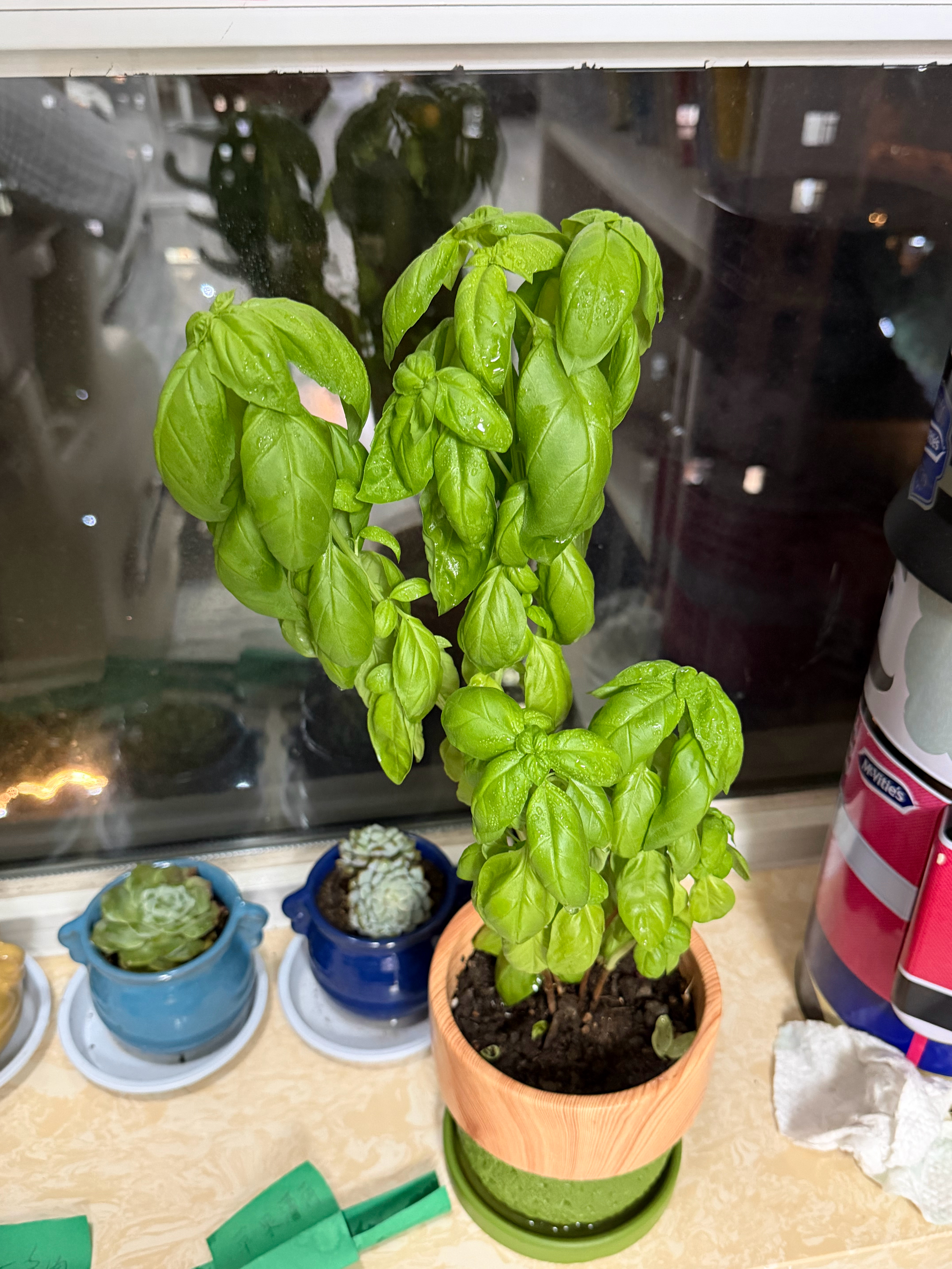 隔了八天，薄荷和罗勒，都好好的，开心[嘻嘻][嘻嘻]  ​​​