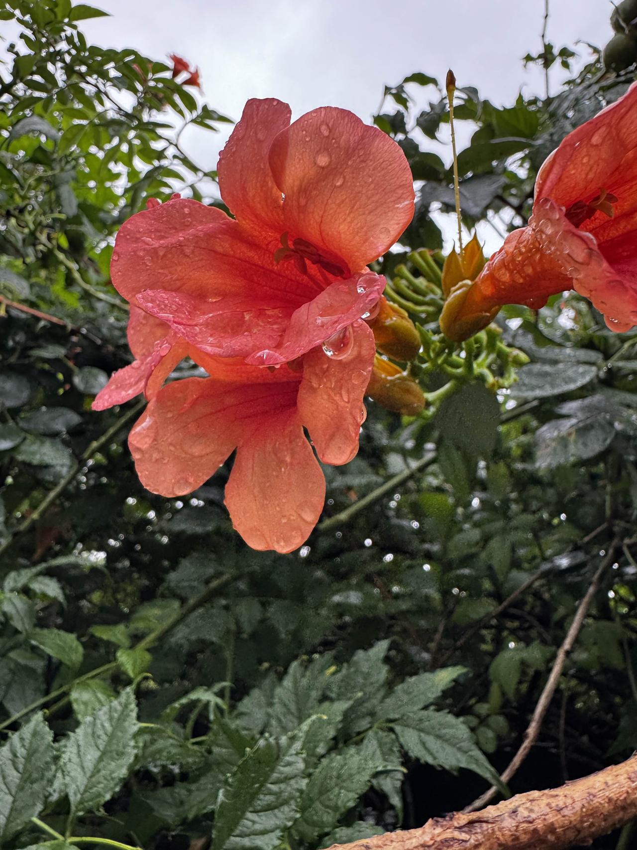 分享随拍的花雨后凌霄，花瓣缀满晶莹雨珠。凌霄景观