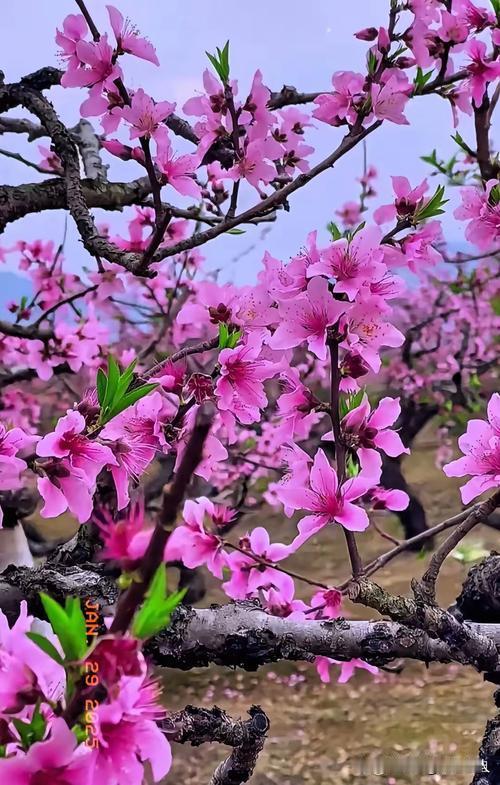 下联：簇簇绿竹傲寒霜，诚邀上联朵朵桃花舞春风