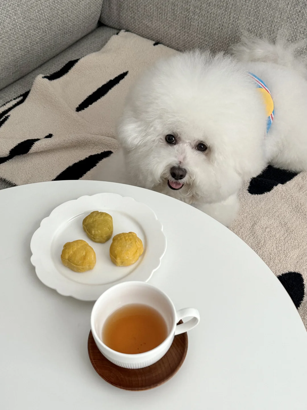 小狗的下午茶 🐶🥤