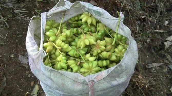有知道这个事什么水果还是蔬菜的呢!问了十五个人都叫不出名字来！