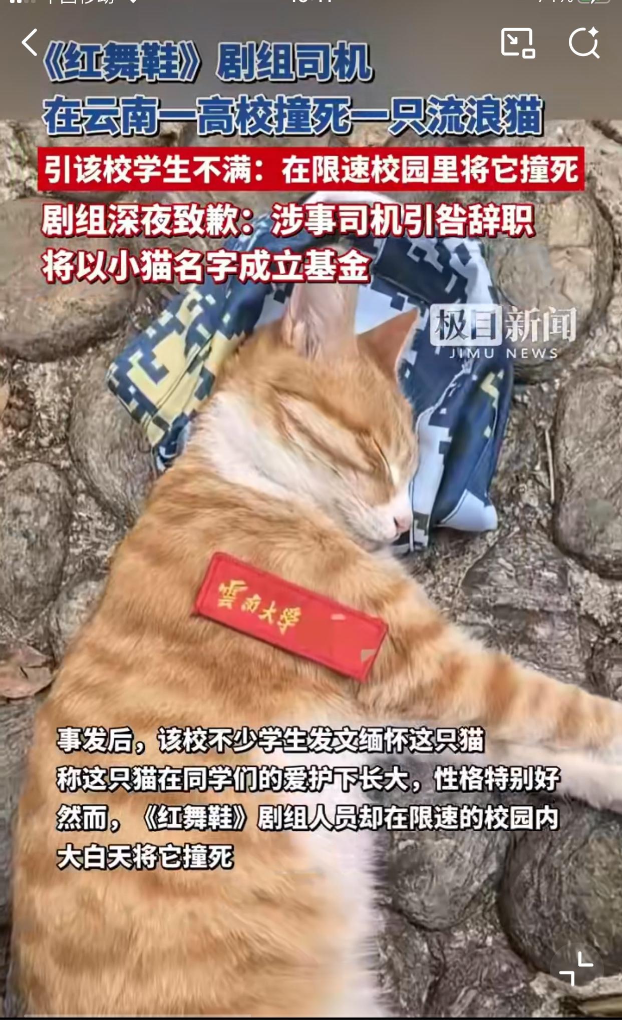 红舞鞋是被血染红的！
云南大学的“小橘子”去世了！
有学生说剧组在云南大学拍戏，