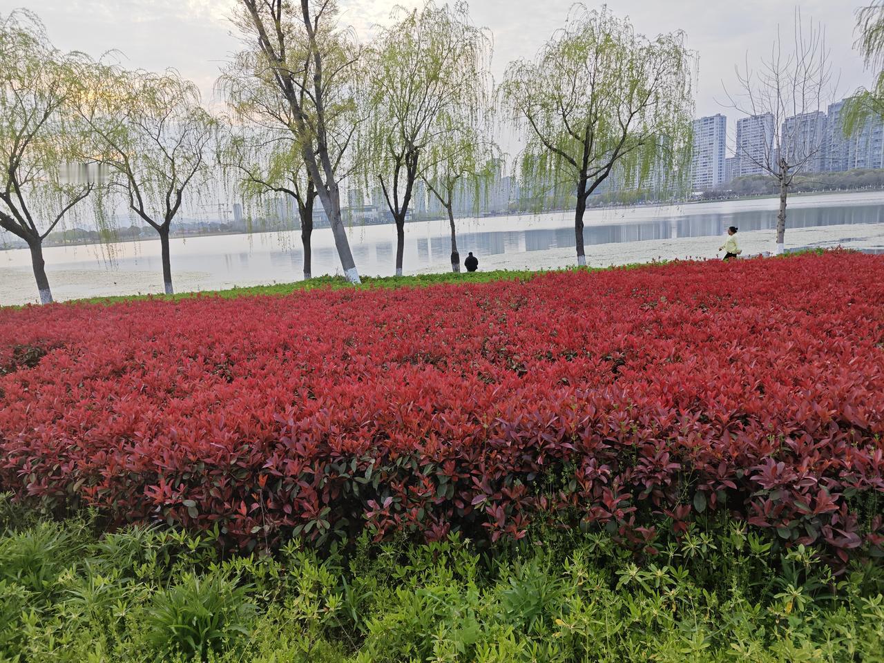 人过五十，最怕身上这3处“硬”！不花钱的软化方，比吃药还管用

人一旦上了岁数，