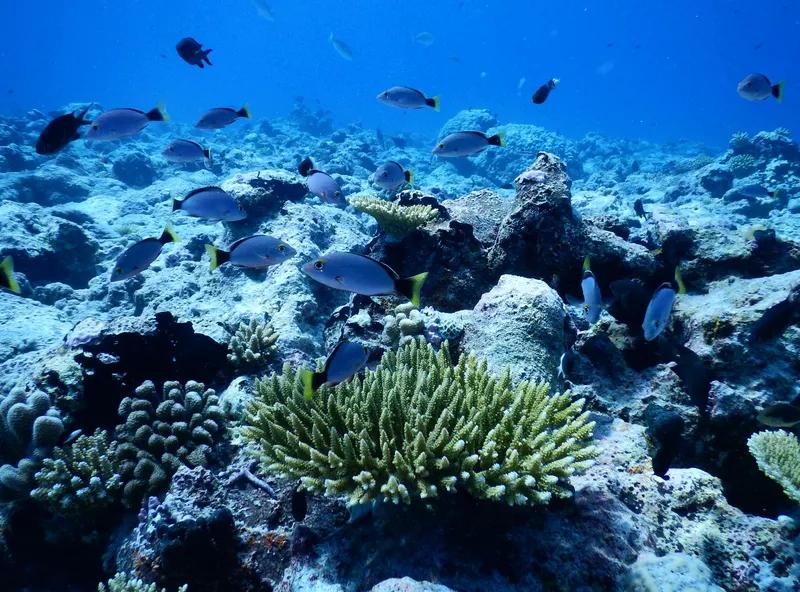 问题久拖着不解决也不是办法，从卫星图片可见，现在南沙群岛仁爱礁环境生态被菲舰破坏