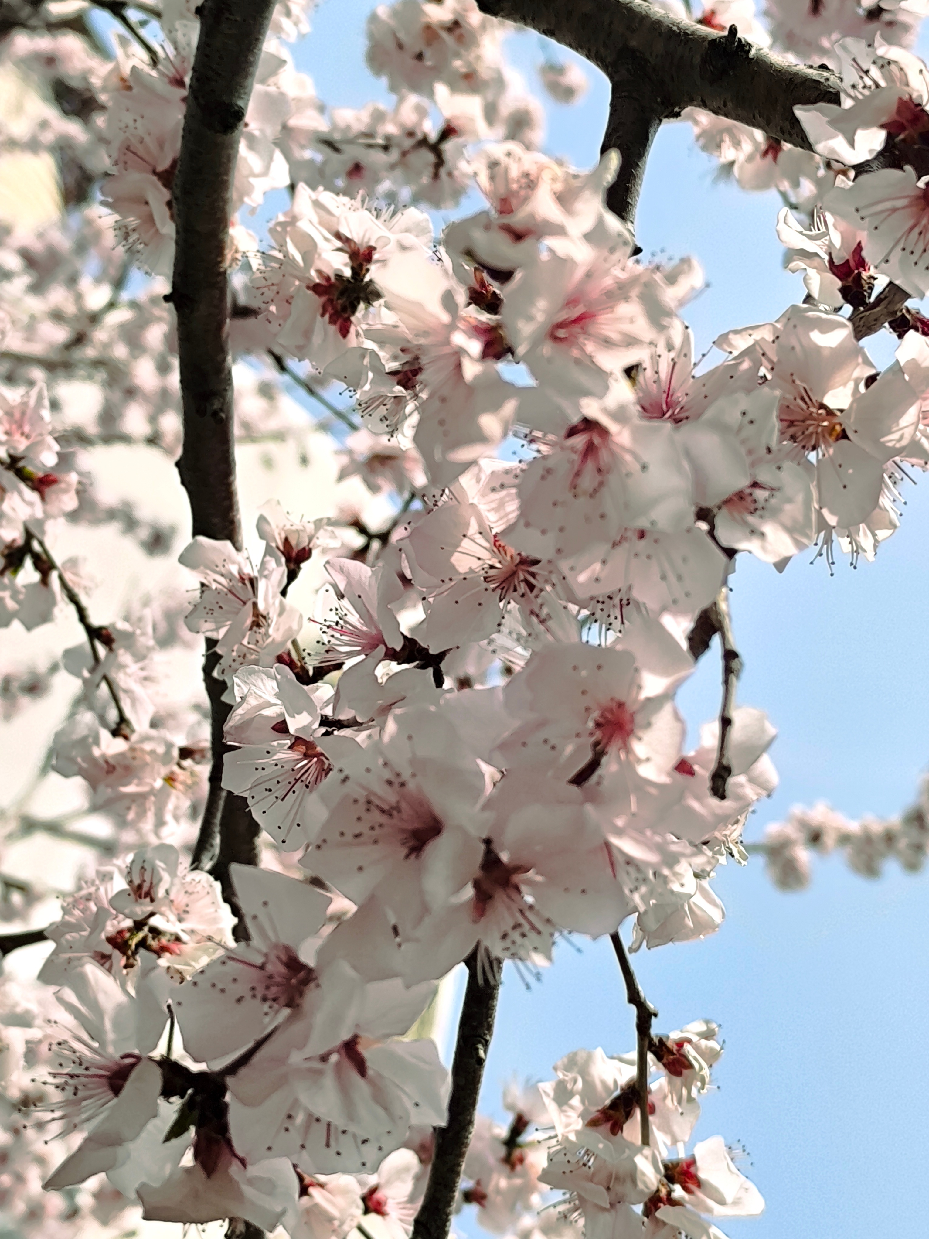 🌸玻利瓦尔英雄之地春游今日平凡 北京·北海公园