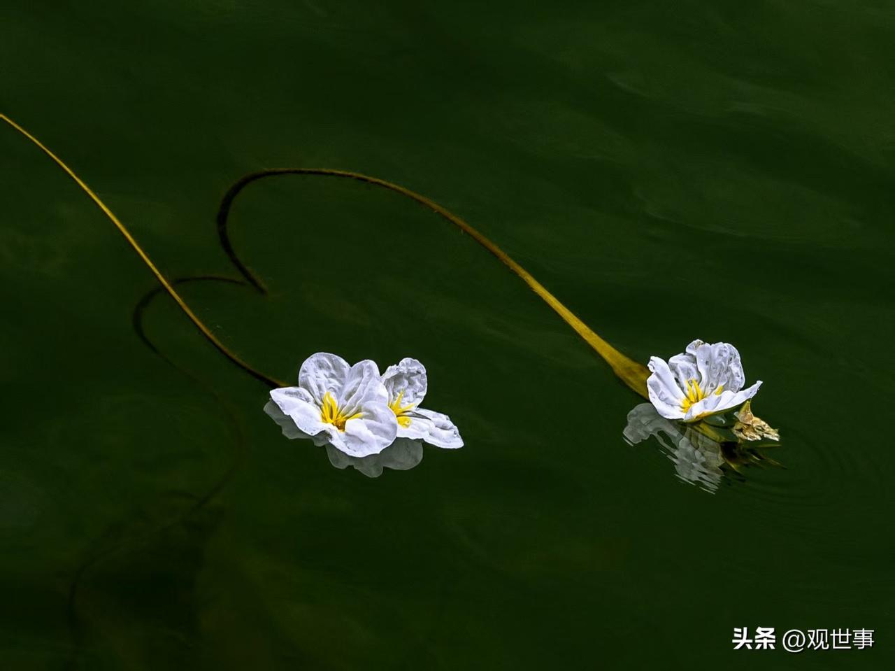 双蒂莲 夏季盛放