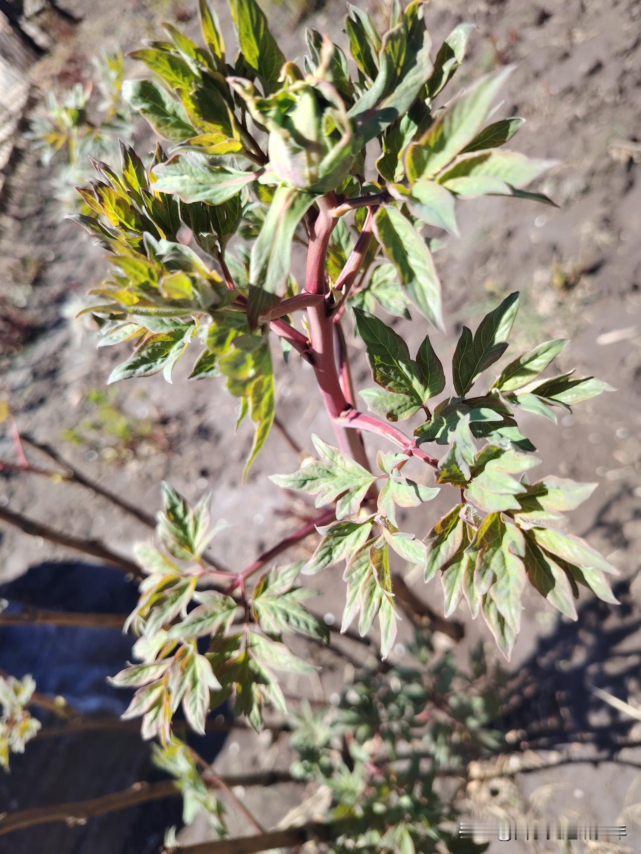 牡丹情
今年又盼牡丹开，
刚刚吐芽我就来。
见你含苞待放时，
唯恐唤我我不知。