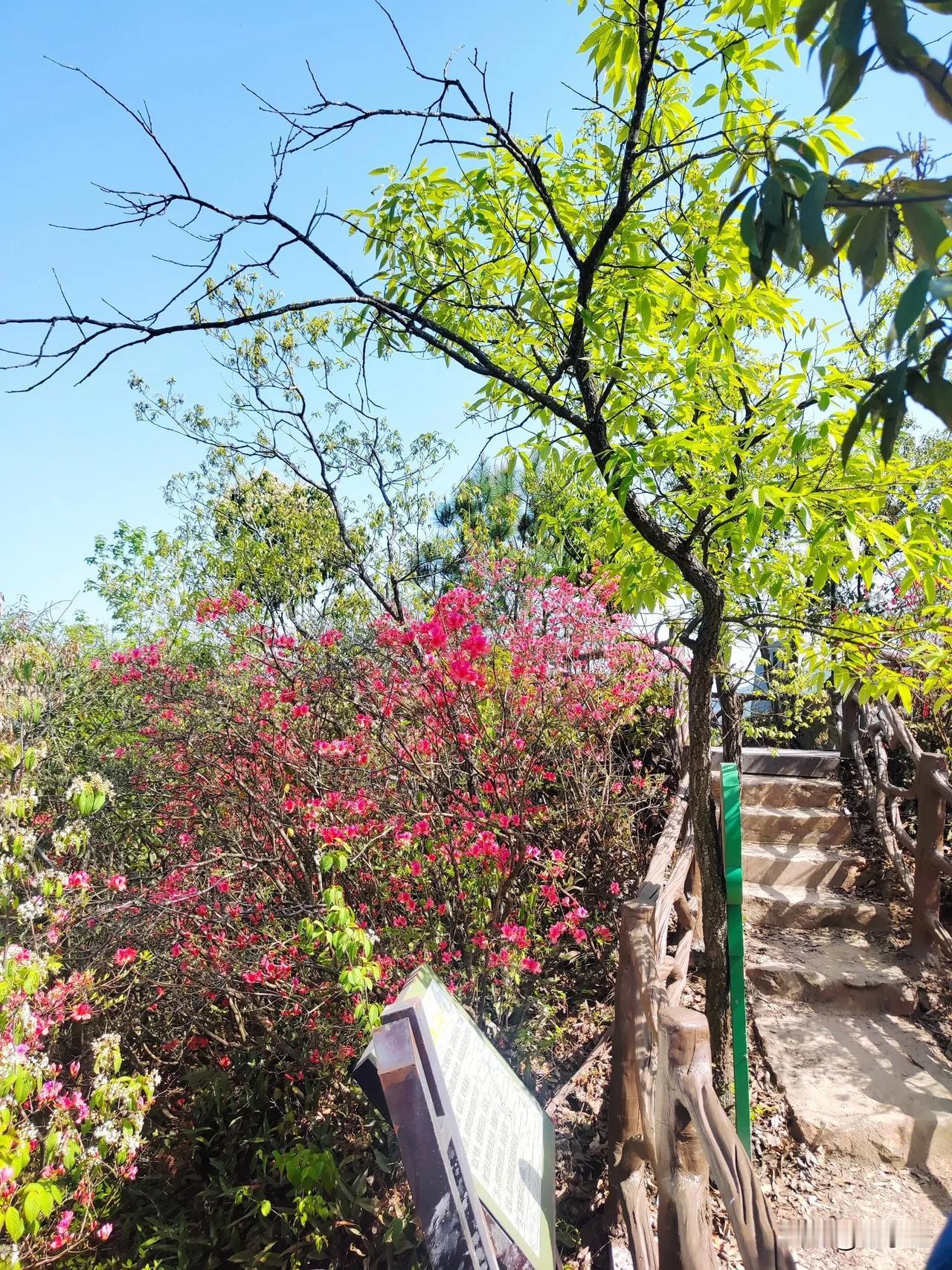 上次清明节放假，二刷了屋脊山，山里似乎映山红就是很多，刚上山，路两旁就开满了花儿