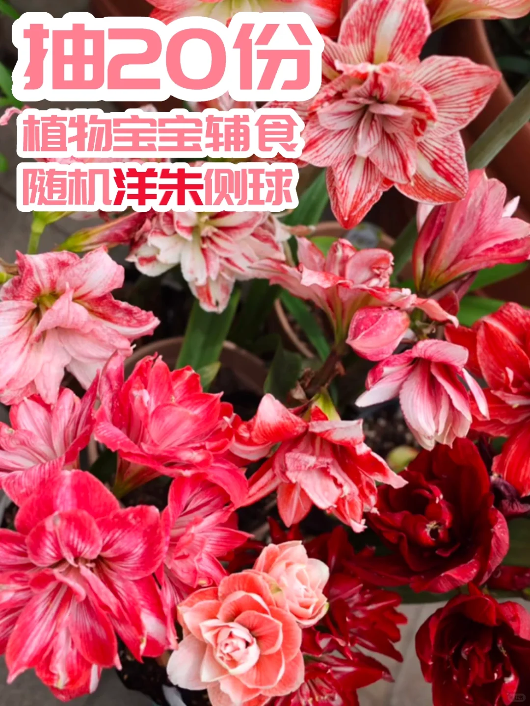 抽20份朱顶红侧球和养小苗时候用的肥料