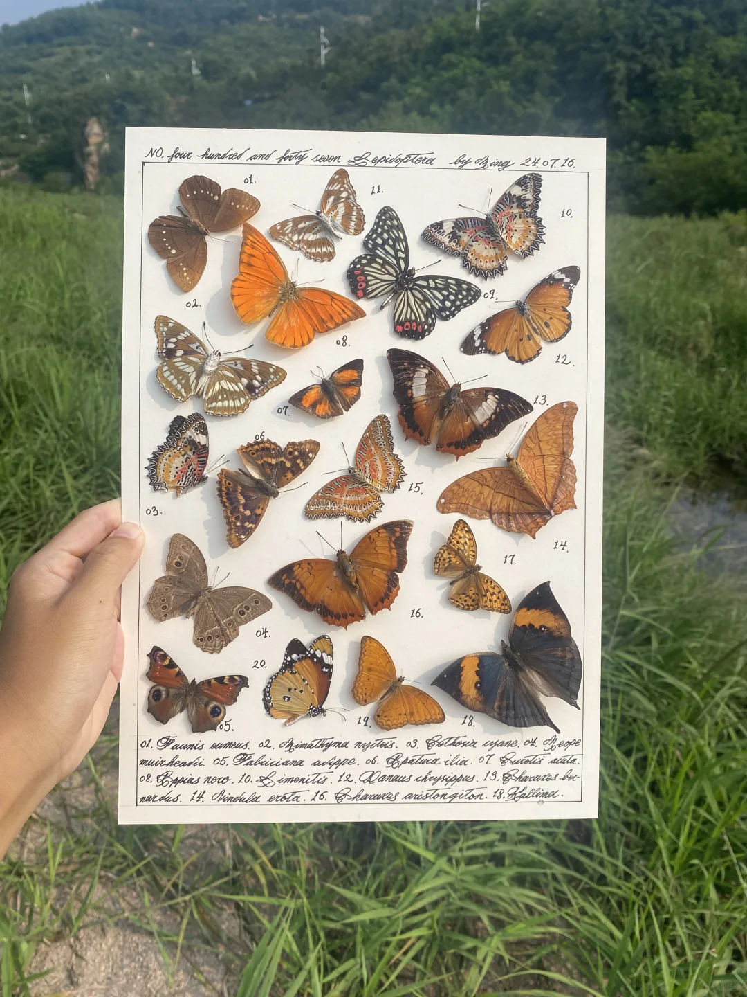 标本 昆虫 蝴蝶标本