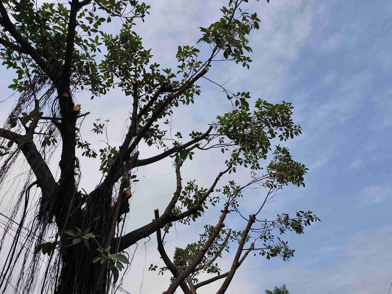 我的今日状态：😁轻松愉快
我这里的天气：☀️晴天
街道修剪树枝了，我其佩服修树