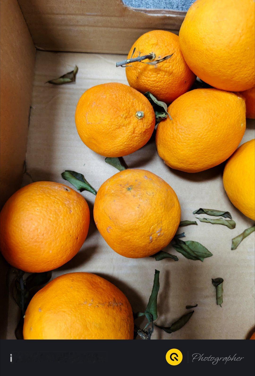 在办公室自然风干的橘子还用两年半，没半个月就瘪了