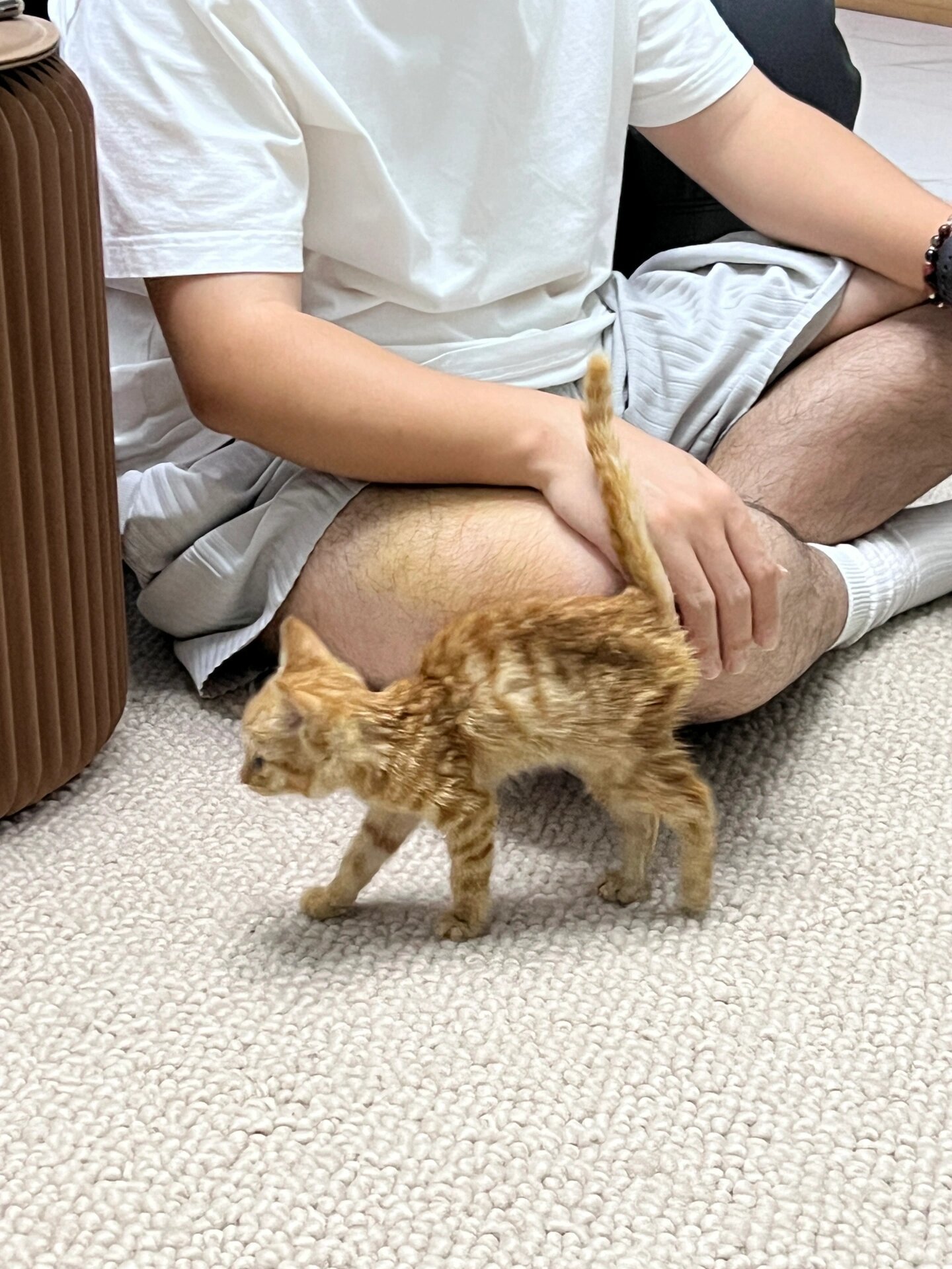 小猫爆改 ​​​