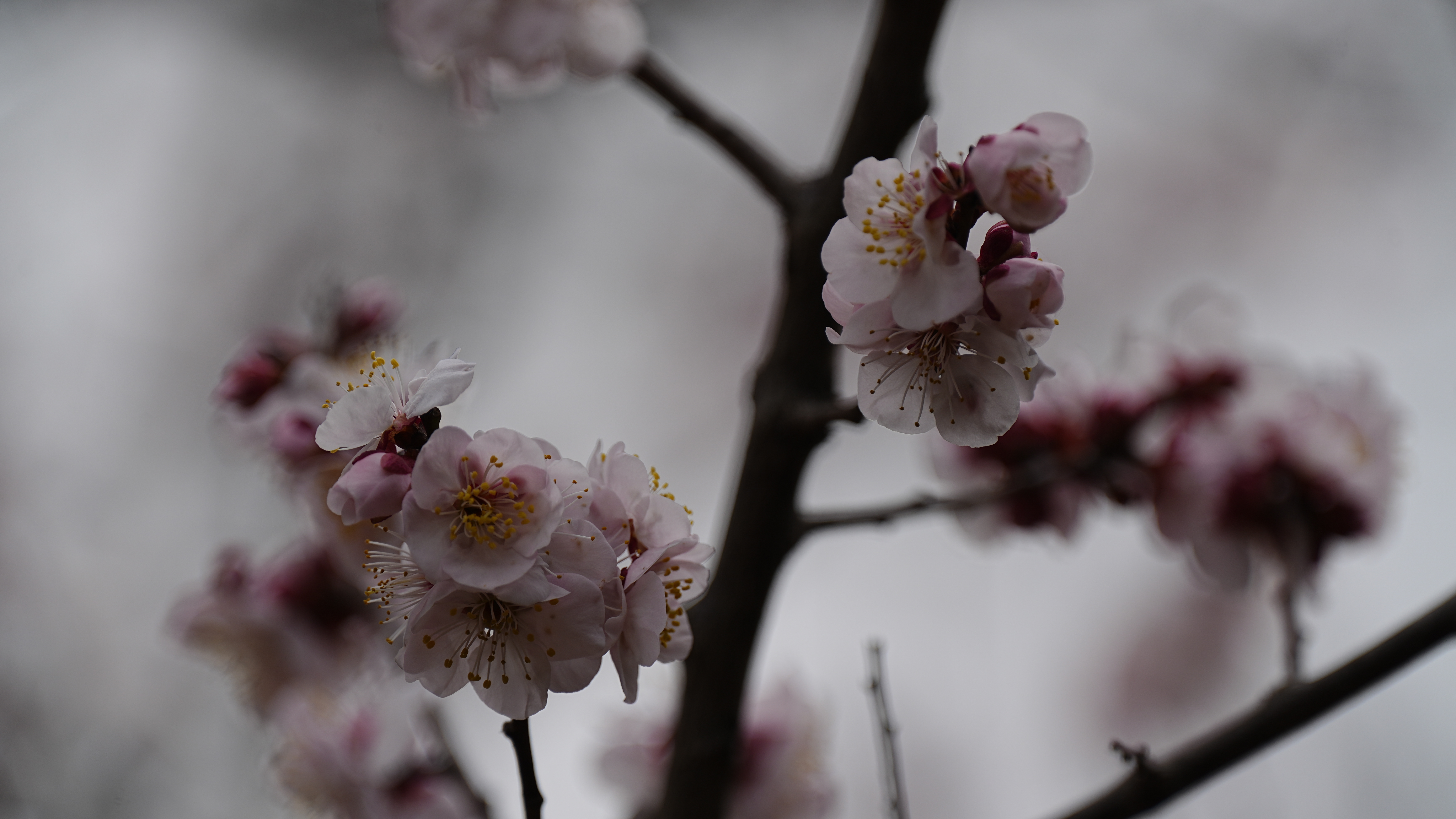 今天去梅花山赏梅，小时候都是父母带着来，青年时期带着孩子来，如今自己一个人来，真