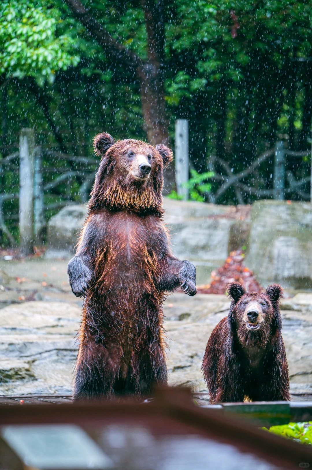这天气热的！熊都出来淋雨了🤣🤣🤣