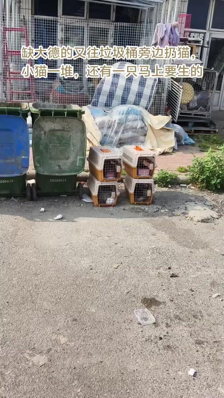 弃养扔猫的人真的太缺德了！🌍基地又被扔猫了！今早刚到基地，就撞见有人往这儿扔猫