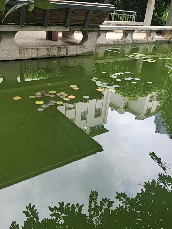 在昆明小区池塘看小鱼游来游去，确实惬意。不过昆明有些小区池塘里可不只有普通小鱼。