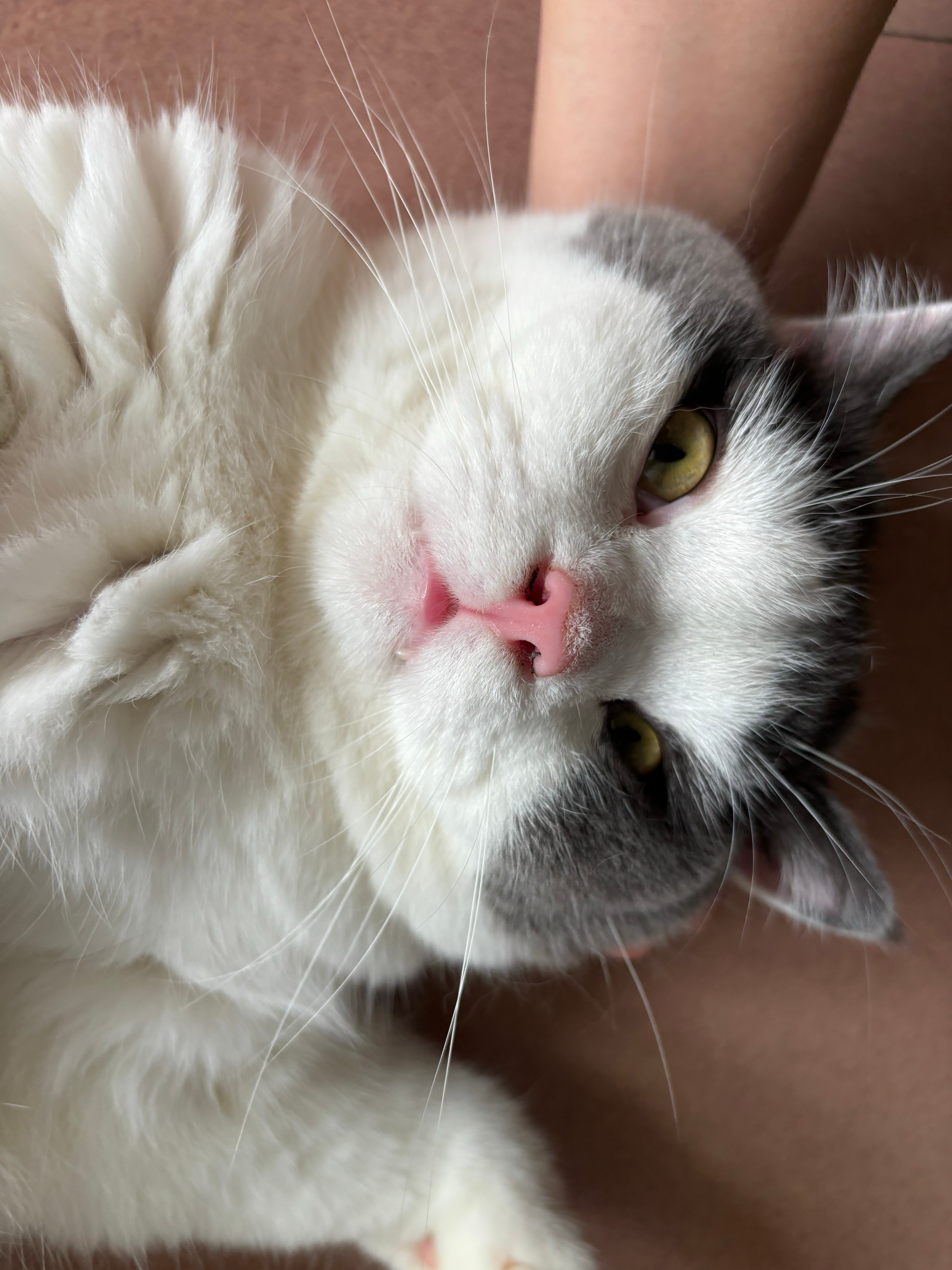 猫少爷您受累动动呢少爷累了动动不了 