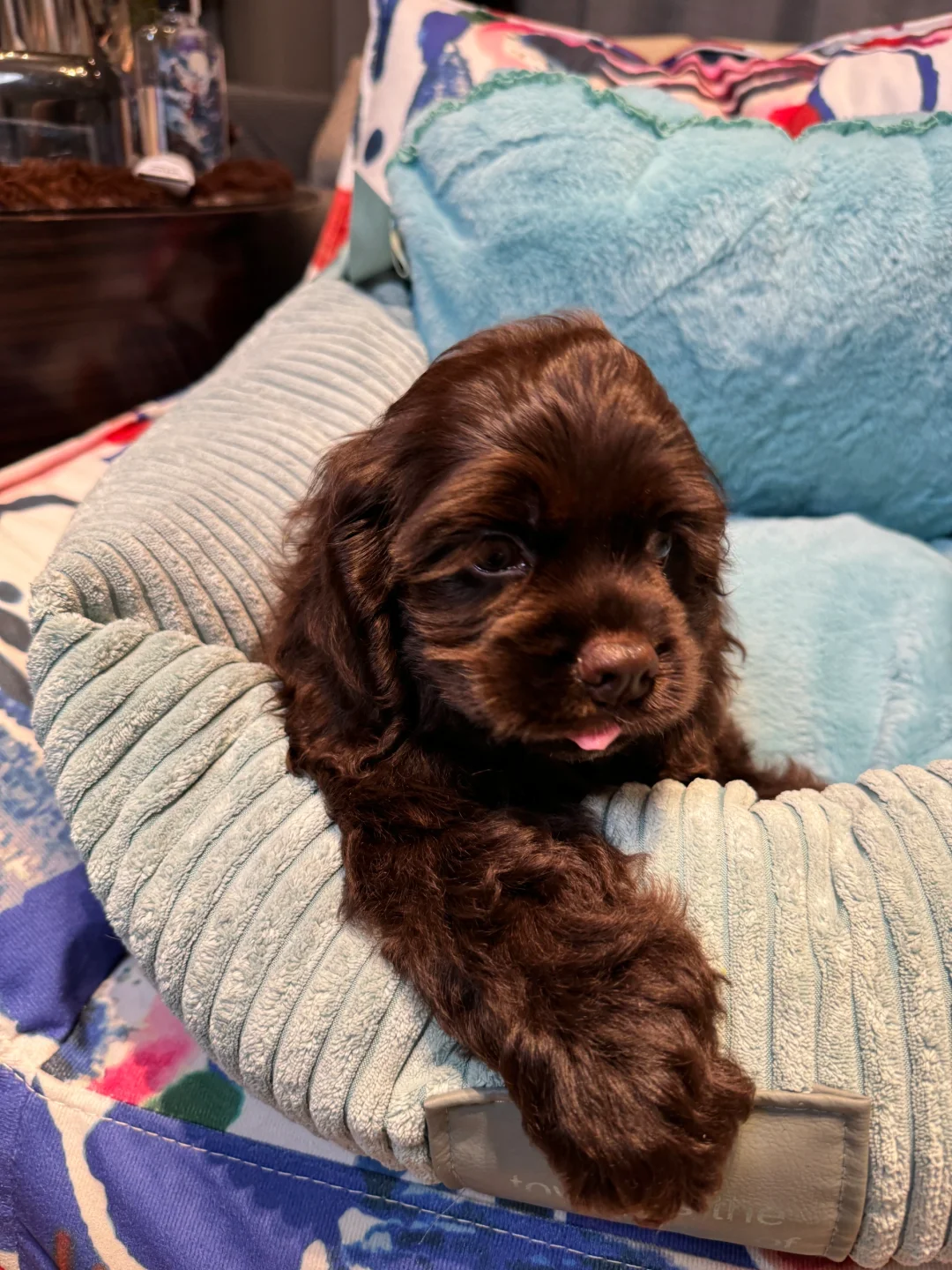 咖啡色美国可卡犬