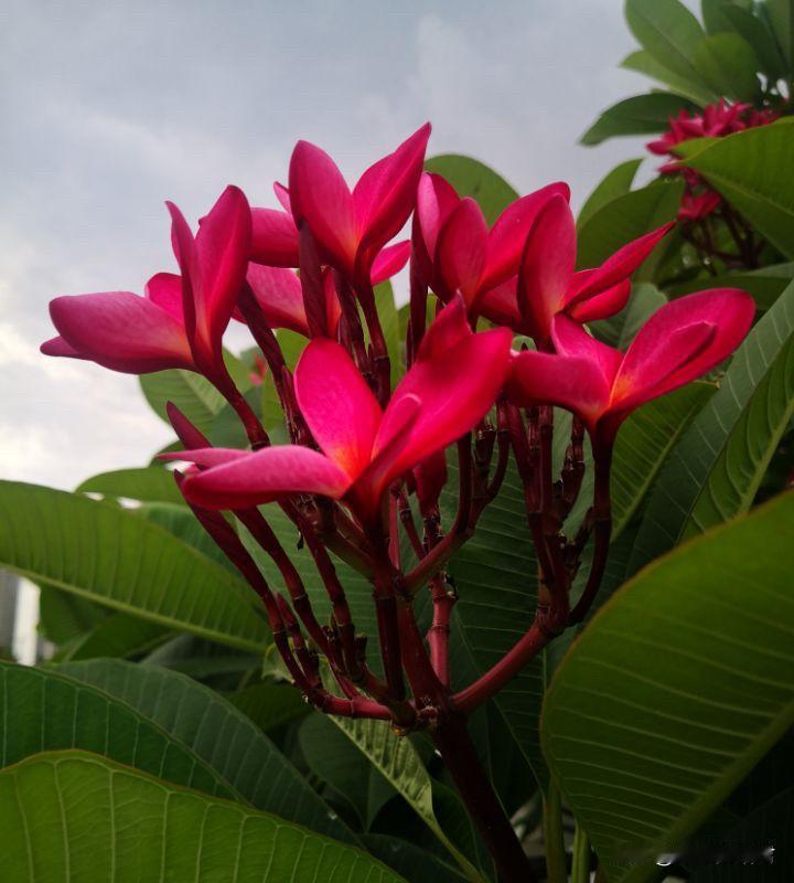 第一次去男朋友家，男朋友妈妈让帮忙杀只鸡，弄伤了手，父母就不同意，还坚持嫁男友。