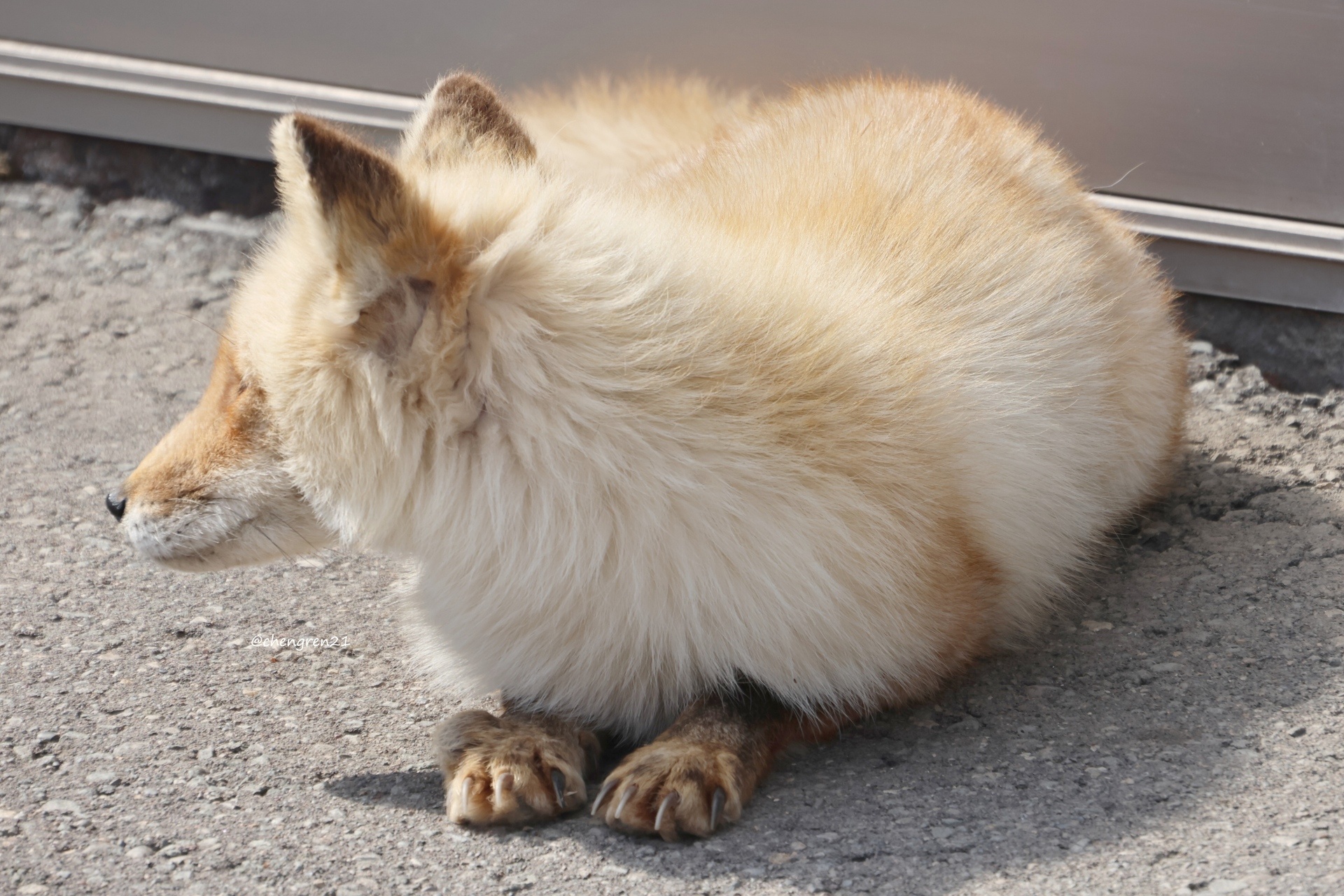 狐狸 狡猾的小手😭（大豆♂）©️chengren21 