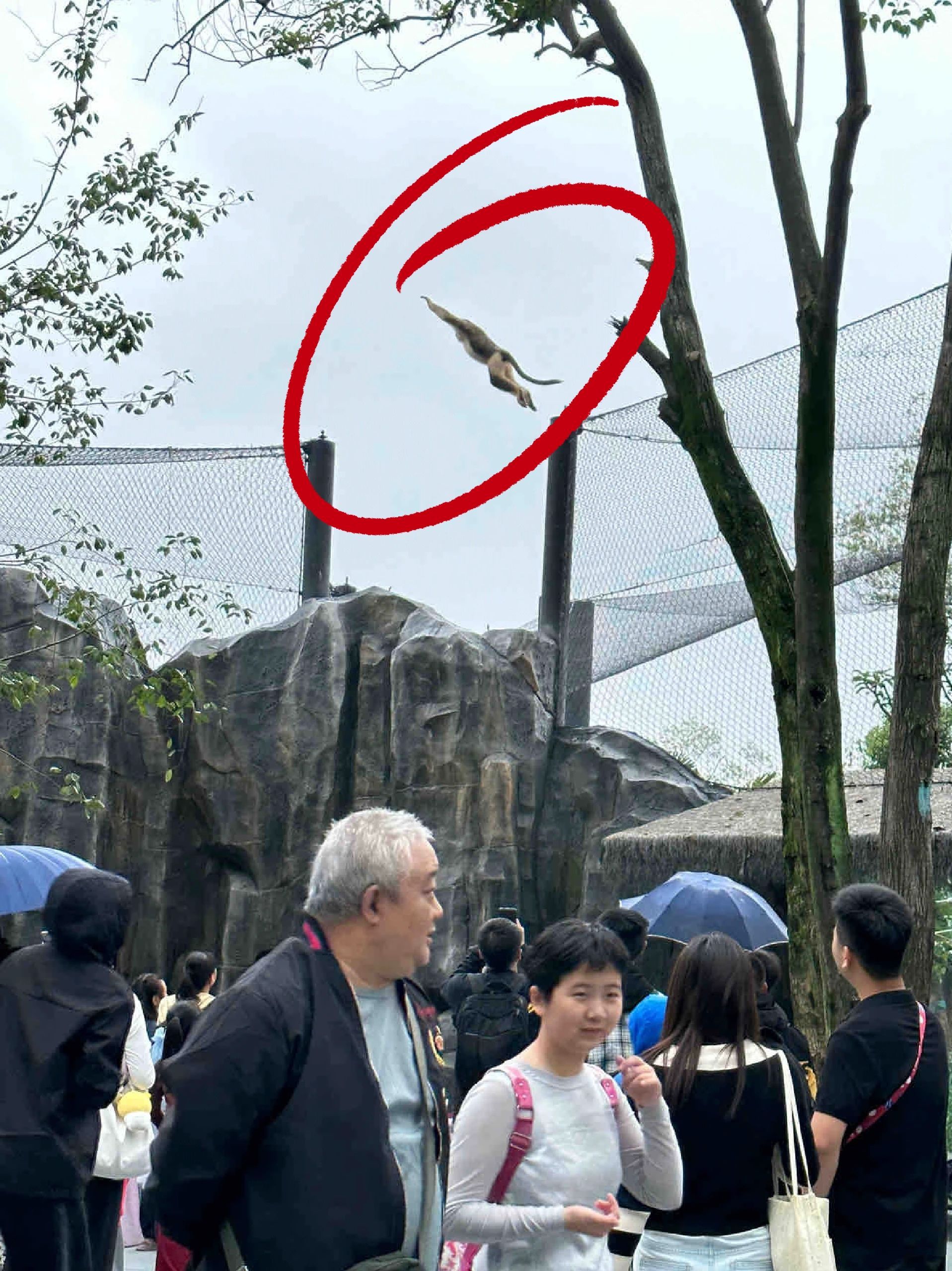 武汉动物园有一只猴子越狱了 ​​​