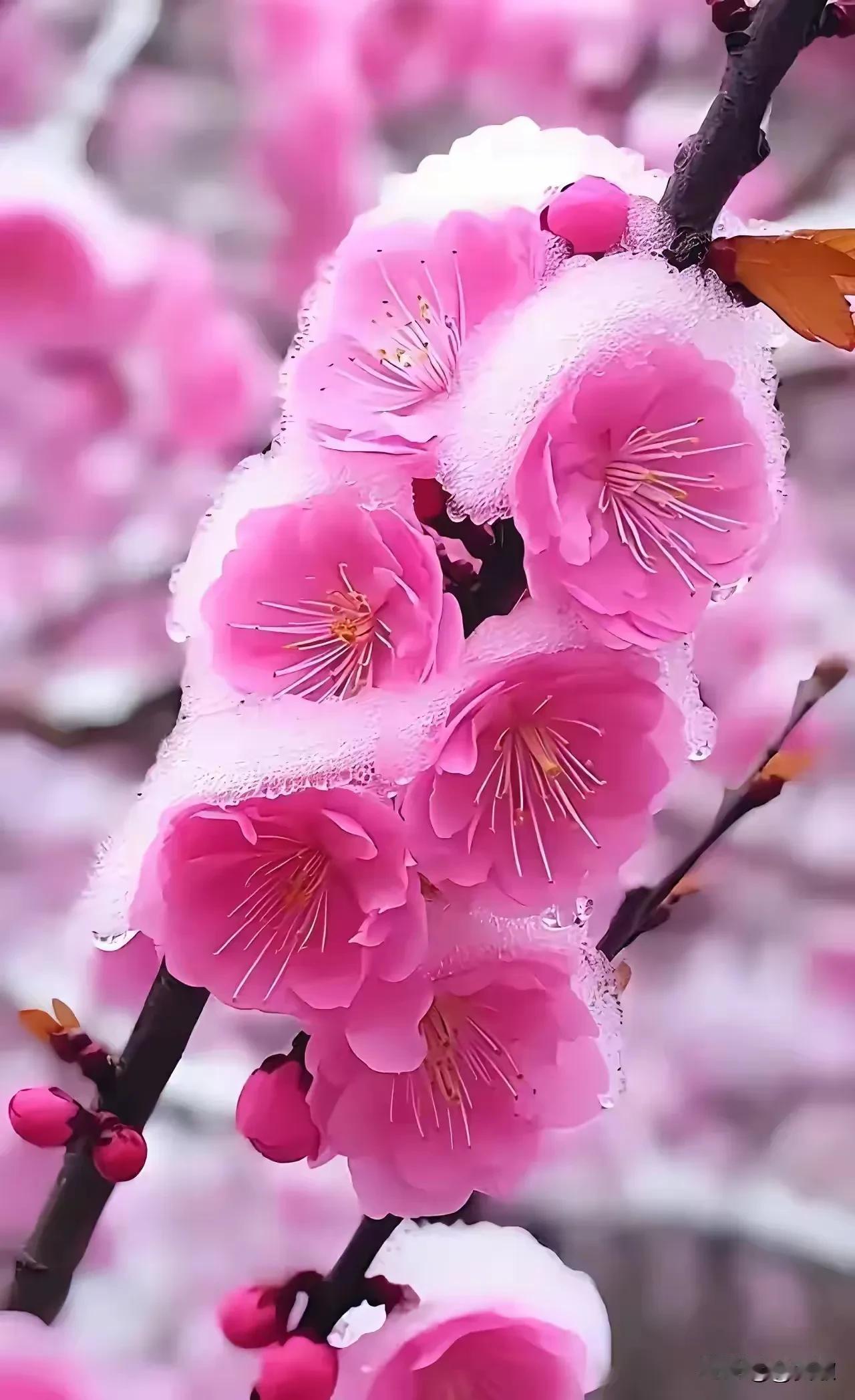 上联:竹海无涛斜径雪
下联:梅林有影冷香风
横批:梅风雪影