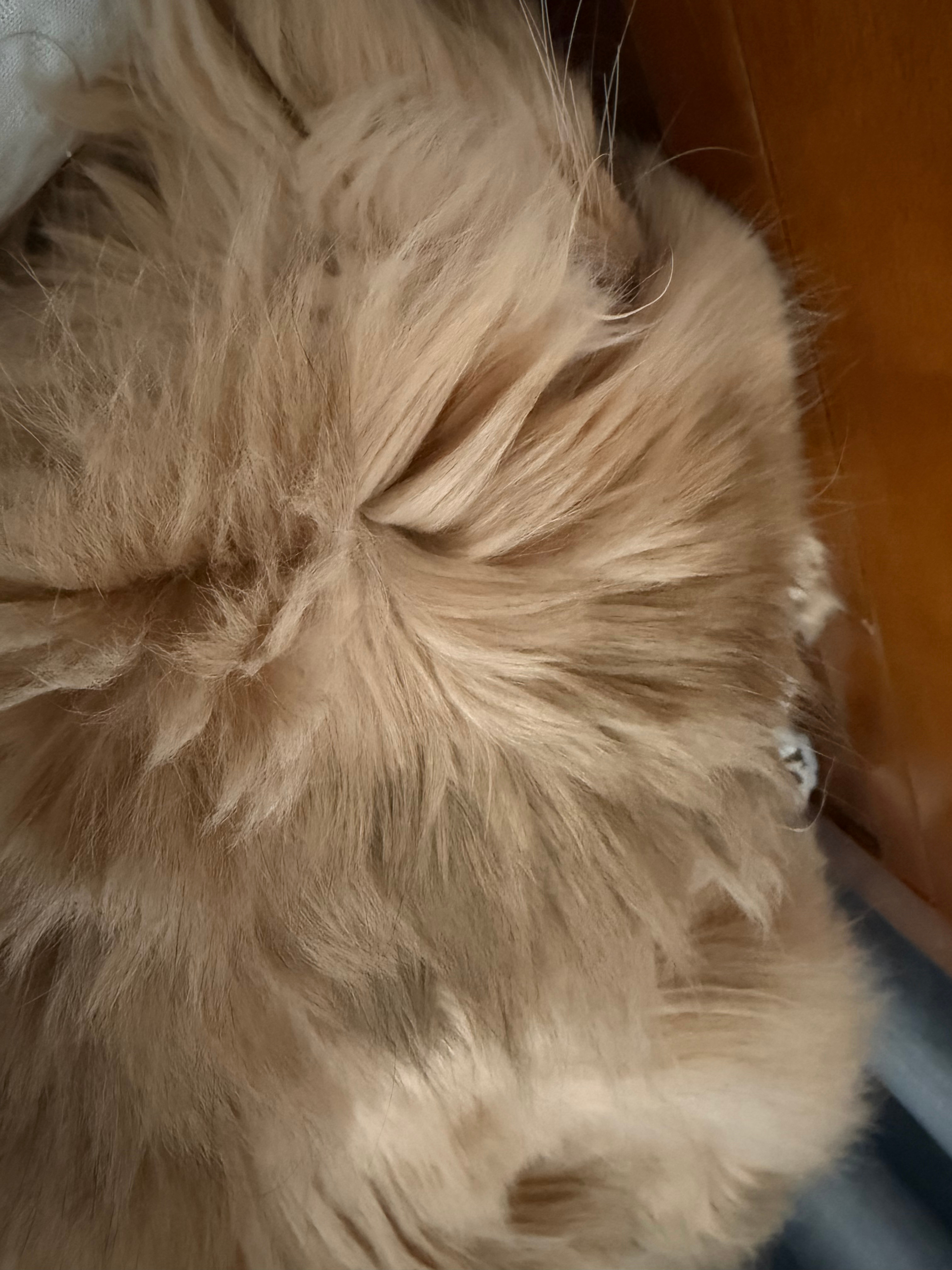 喜欢一个很黏我的小猫 
