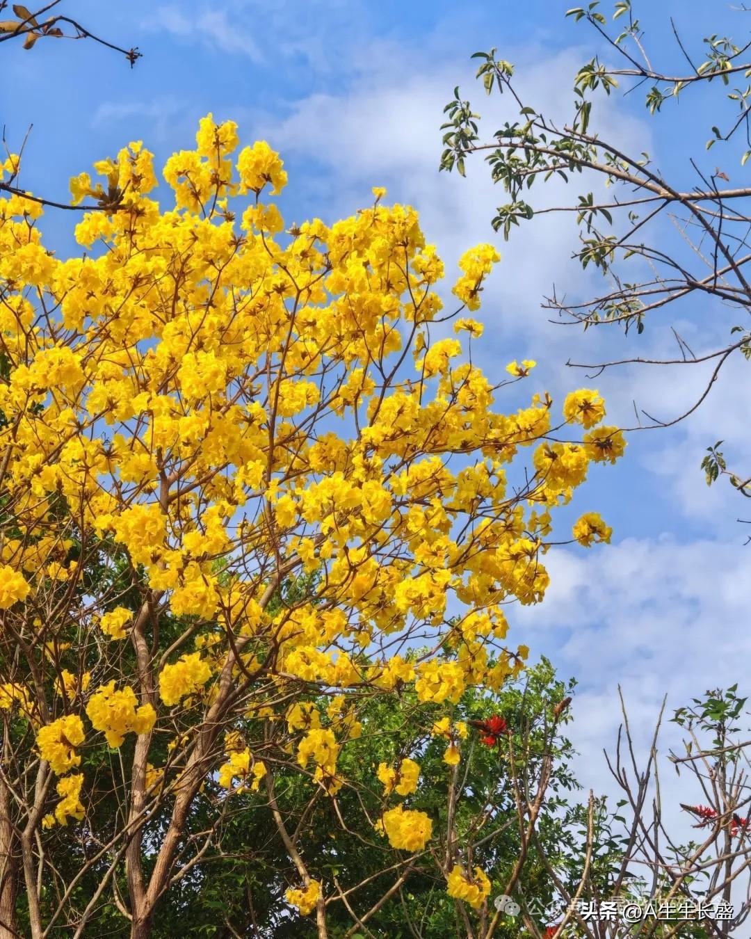 春天来了百花争艳，金黄黄花儿预示新年里财运亨通黄金万两，粉紫色桃花预示生活万紫千
