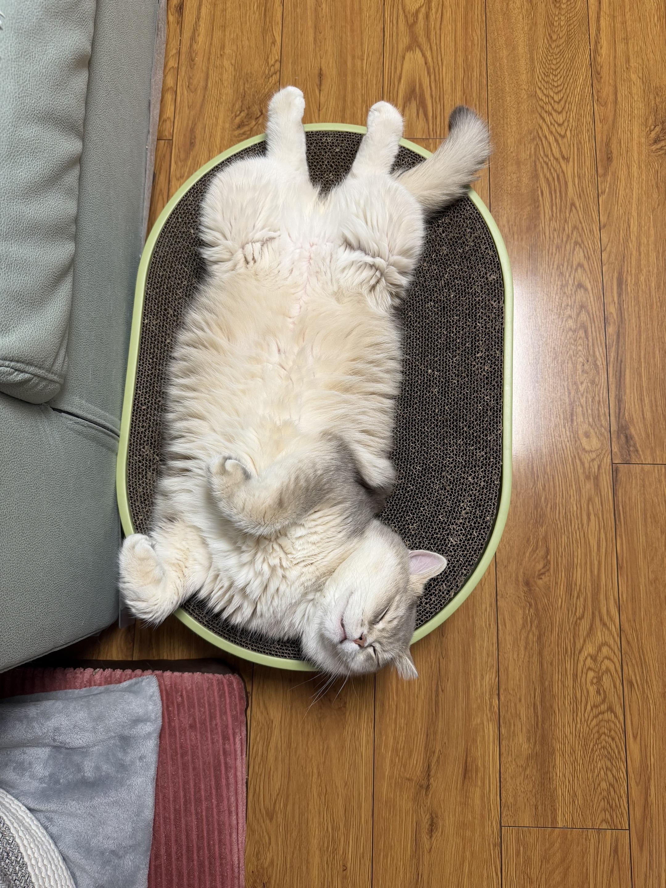 醉生梦死的猫生