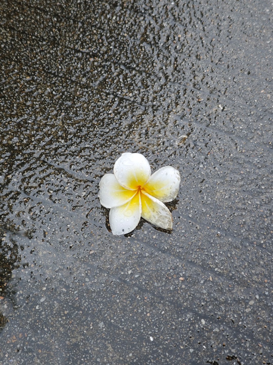 酸木瓜青芒嘢好喝 