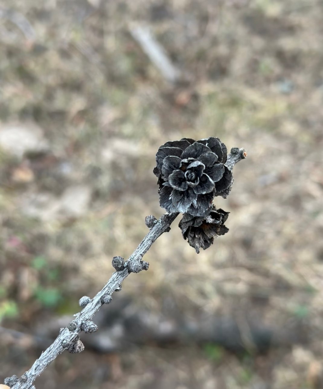 大自然的雕琢：如簪花般的松果 