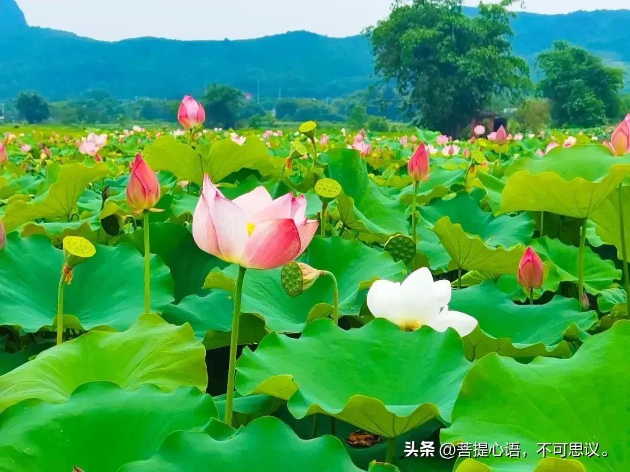 #上联:雨落荷塘千伞举，求下联#日照大地藕乘凉。