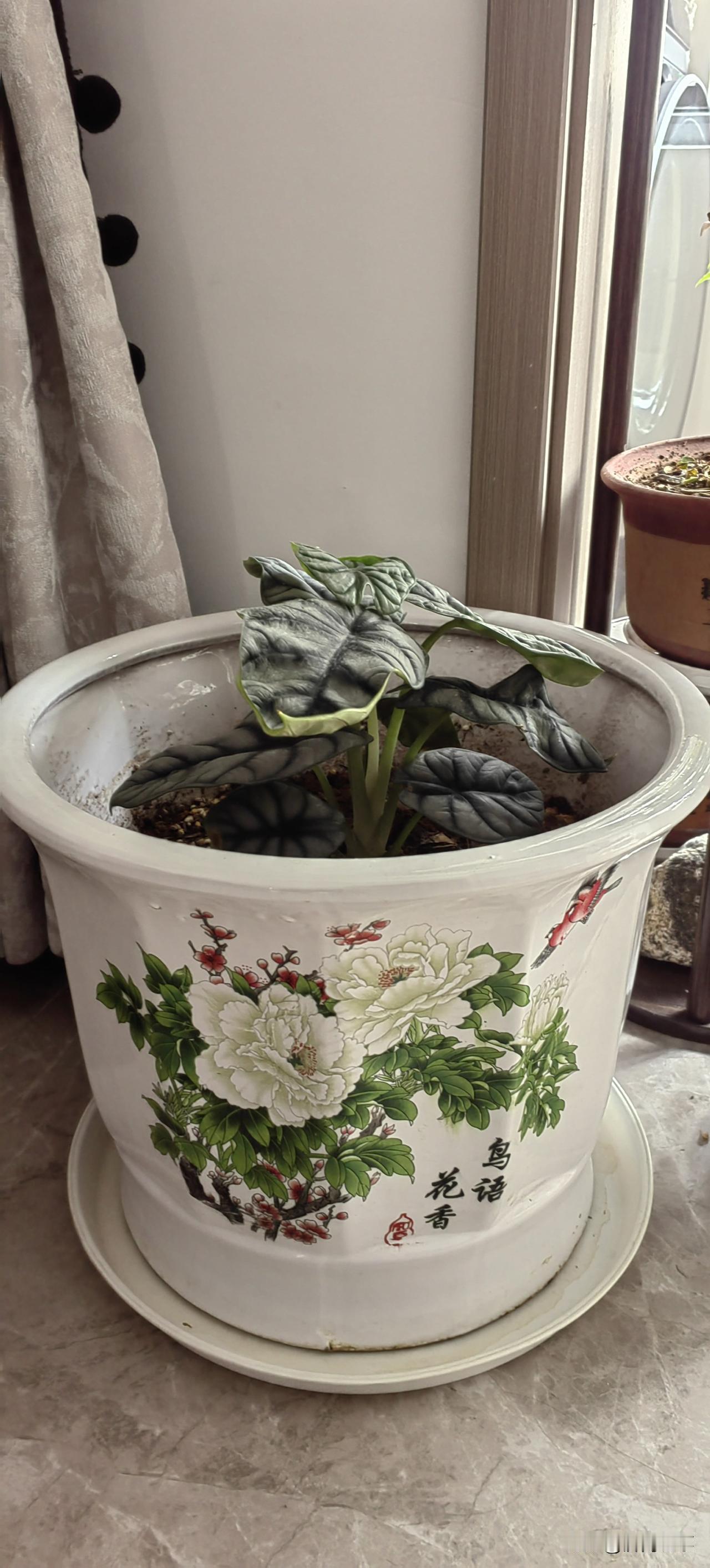 不追赶别人的节奏，只忠于自己的步调，安静自在，随心而行。