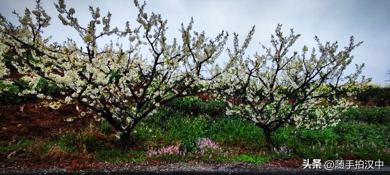 天南地北大拜年你喜欢春天吗？喜欢春天是无须理由的，但若要讨厌它，就仿佛在无理取闹