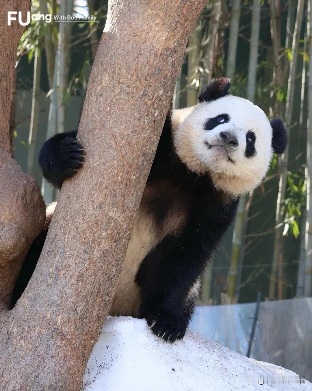 睿宝是真的感觉一下长大好多，成了大熊猫了。

偷妈妈的窝窝头，不止一次，哈哈。