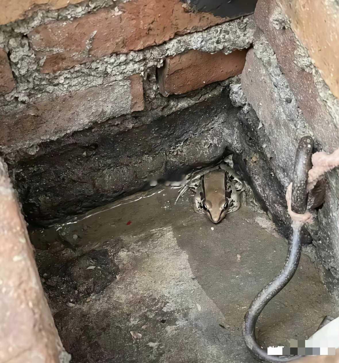 把家里水池水抽完了看见了他