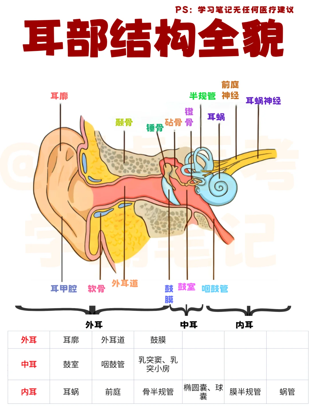 医学生笔记📒｜耳朵结构👆