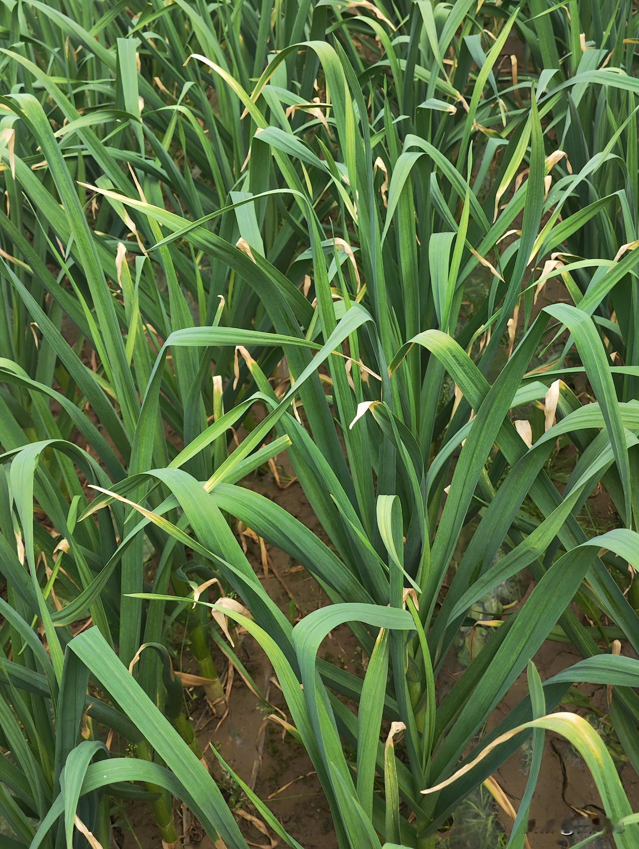 小菜园种植的大蒜进入抽苔期，此阶段需水量加大，正好下了一场透雨，节省了浇灌。
