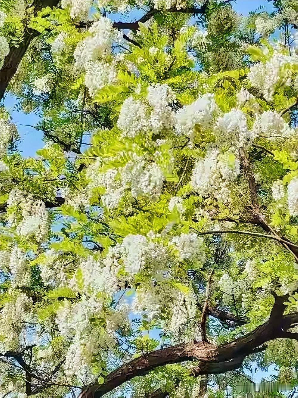 四月，满树洁白的槐花美得令人目不转睛！阳光下，它们宛如纯净的精灵，与嫩绿的树叶相