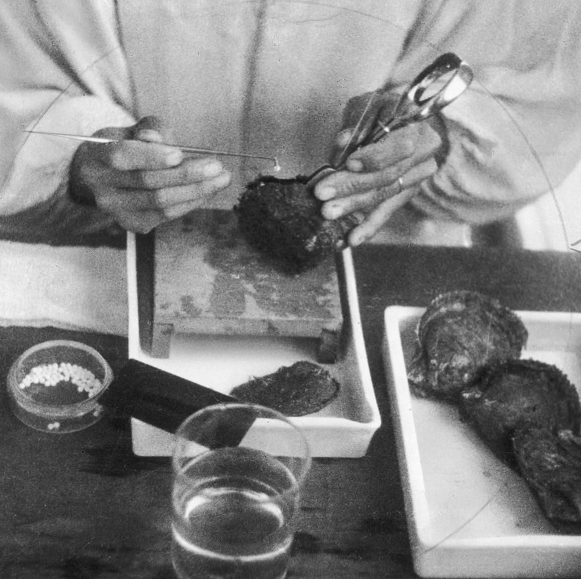 【来自投稿】1900年代 日本三重县珍珠养殖业 