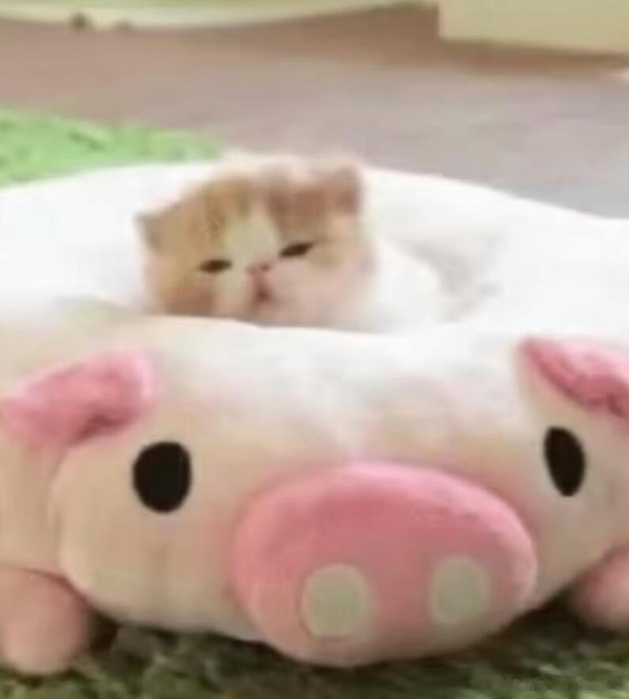 想我家小猪咪 ​​​