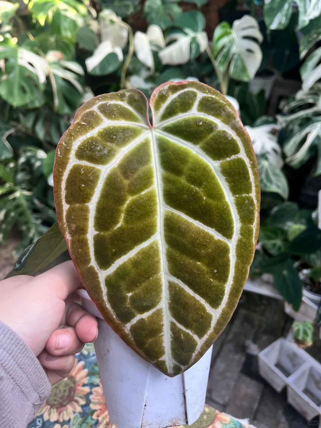 两位数花烛，米娜哈萨喜欢可出