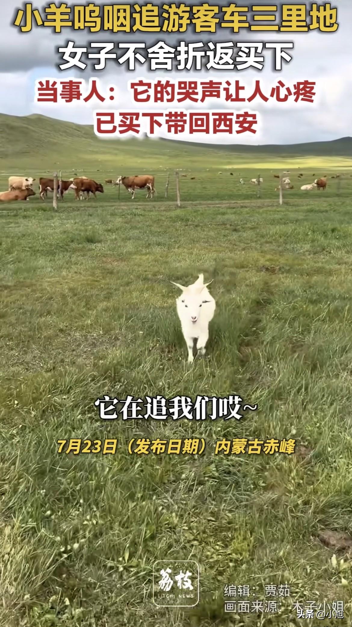 李女士说她开车从赤峰草原出来那天，后视镜里扫到一只羊蹲在路边，一动不动。

她本