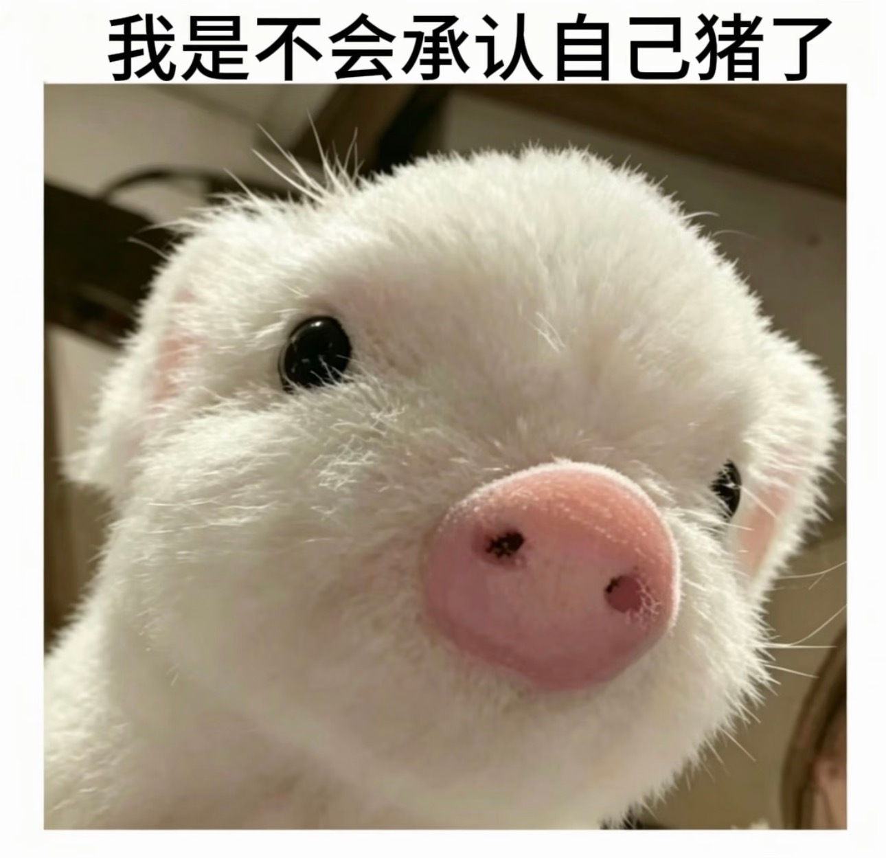 韩振HANJIN 小猪小猪软乎乎🐽 