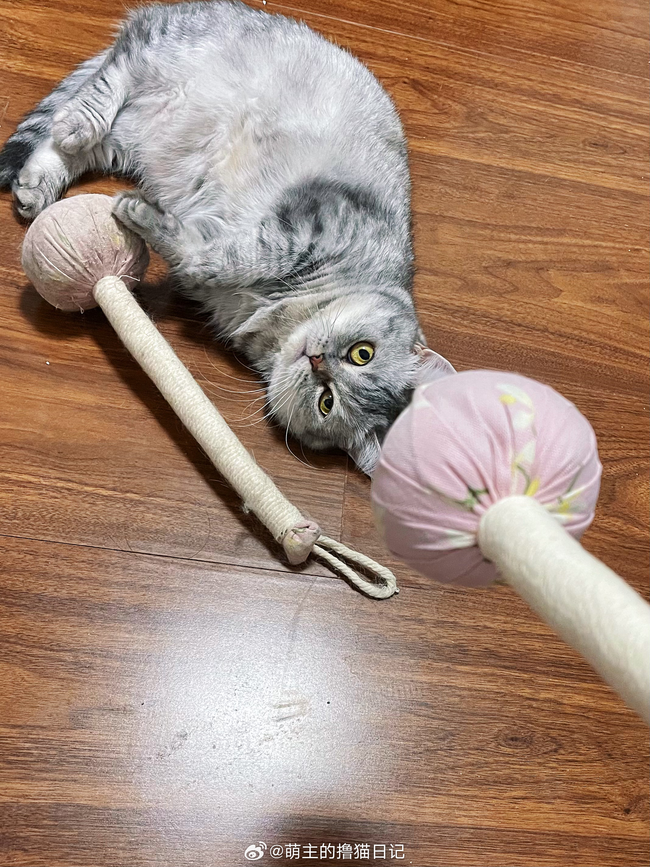 小猫咪怎么偷我艾草锤？