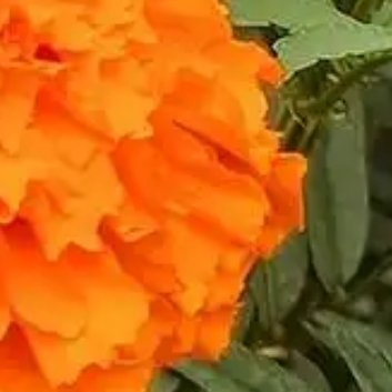 种植 🌷万寿菊的繁殖方法一、种子繁殖（1）种子选择与处理：选择饱满、无病虫害的